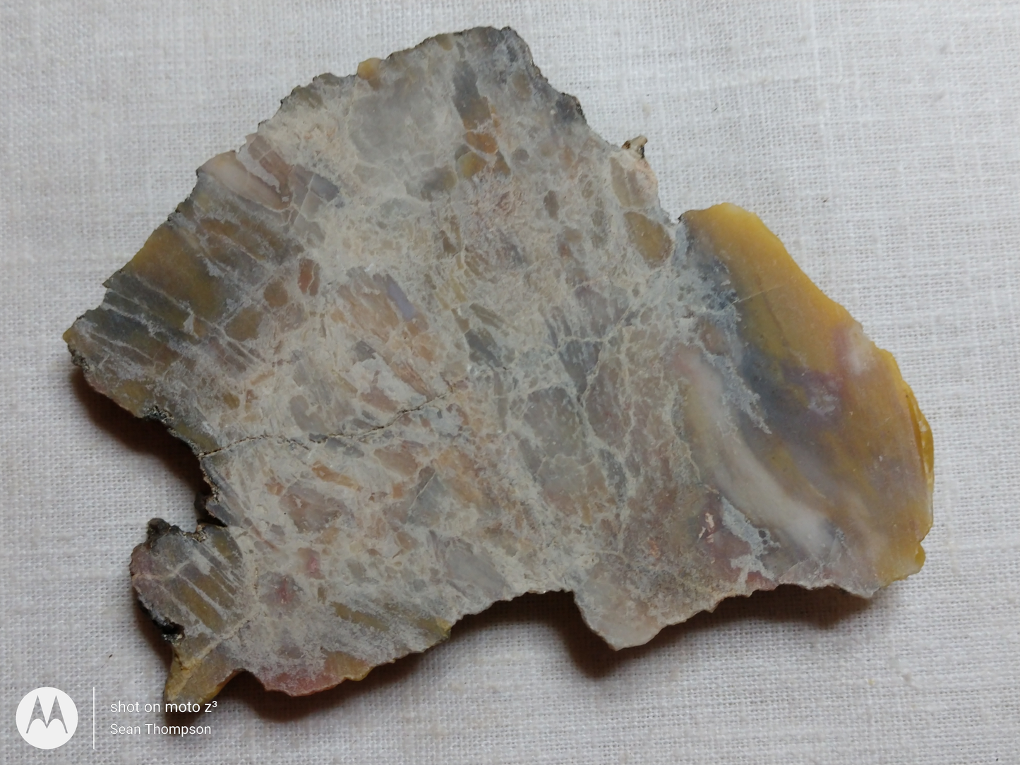Petrified Wood PW-00007-06