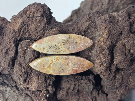 Petrified Coral FS-x-x-00126