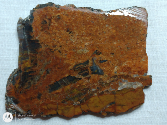 Petrified Wood PW-00005-02