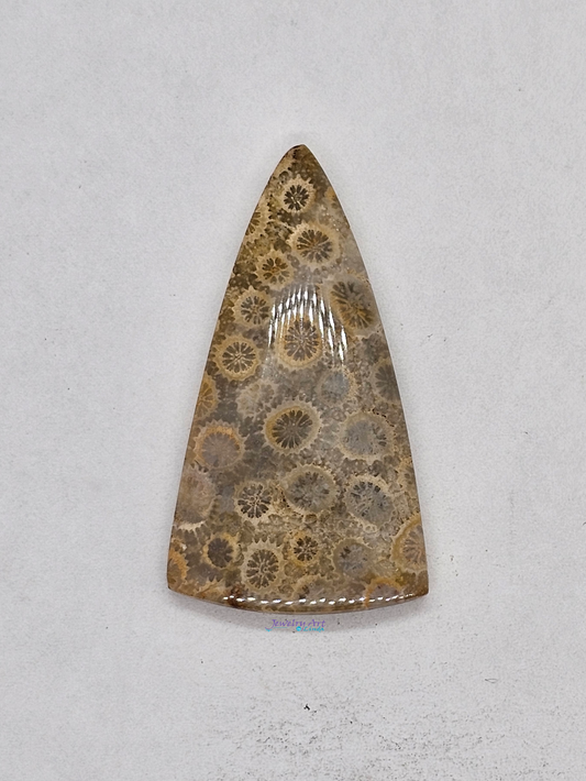 Petrified Coral FS-x-x-00166