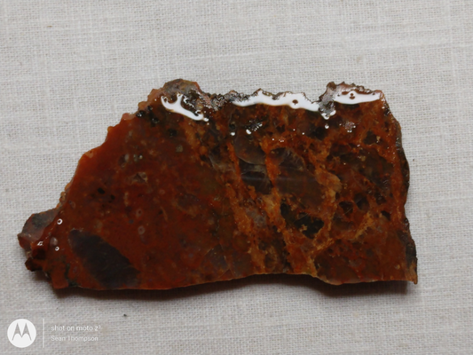 Petrified Wood PW-00006-01a