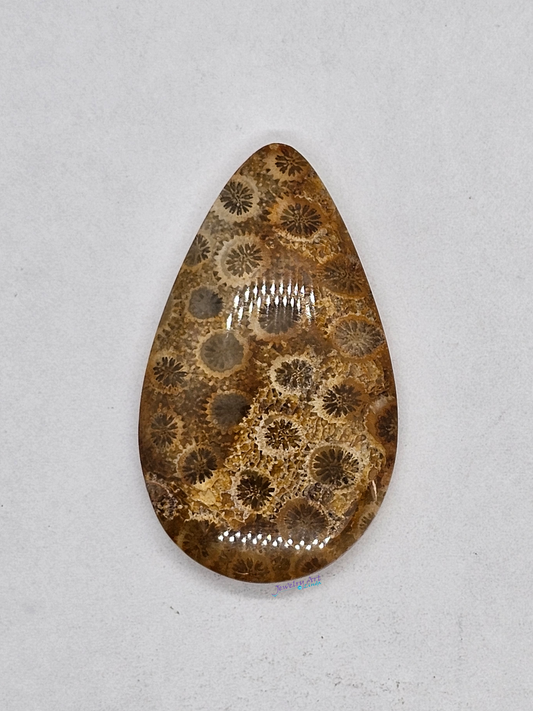 Petrified Coral FS-x-x-00163