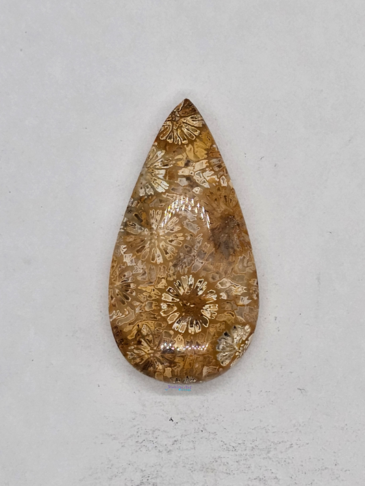 Petrified Coral FS-x-x-00167