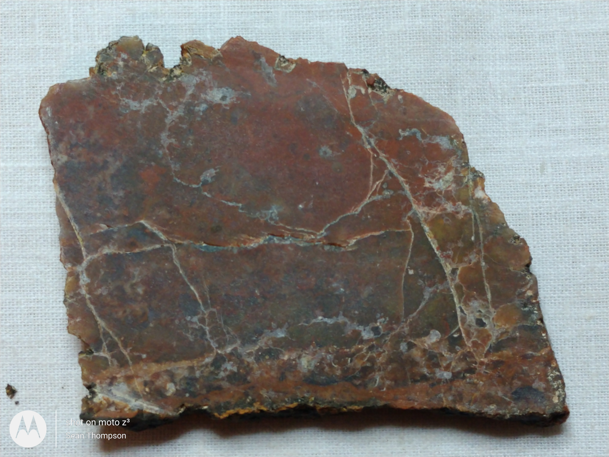 Petrified Wood PW-00006-06