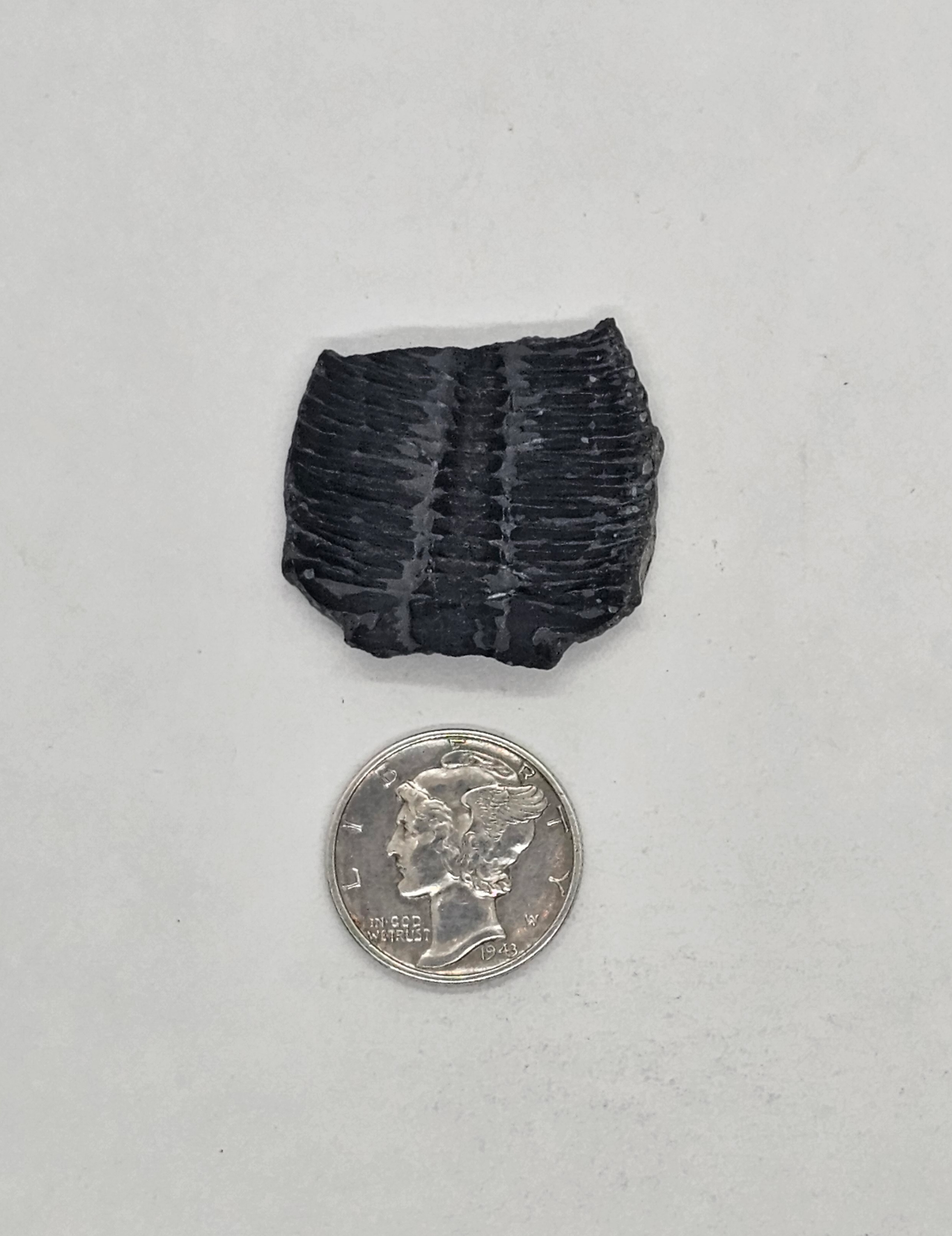 Trilobite FS-x-x-00124