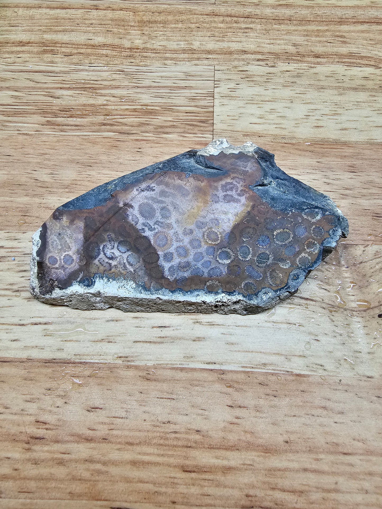 Petrified Coral - FS-x-00039