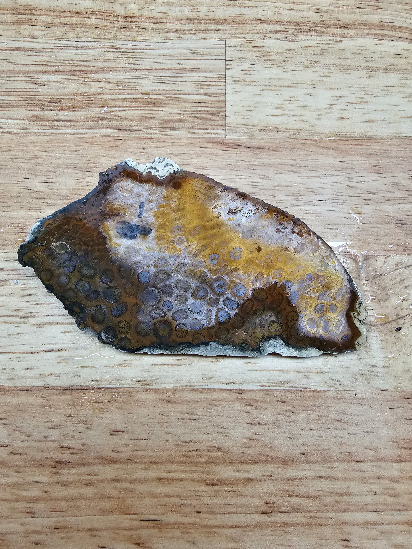 Petrified Coral - FS-x-00039