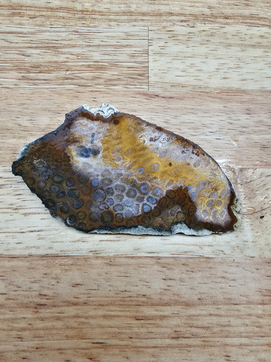 Petrified Coral - FS-x-00039