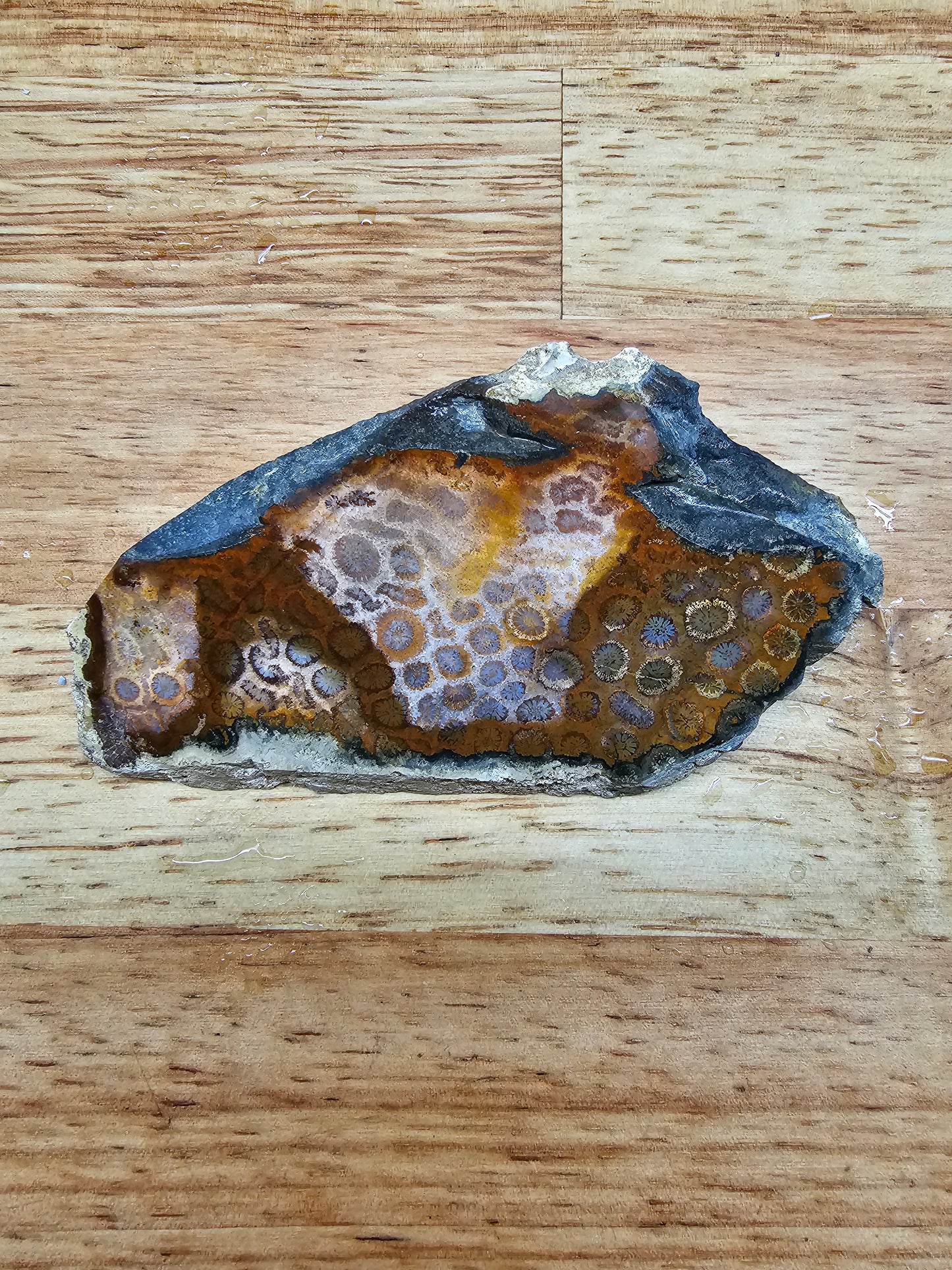 Petrified Coral - FS-x-00039