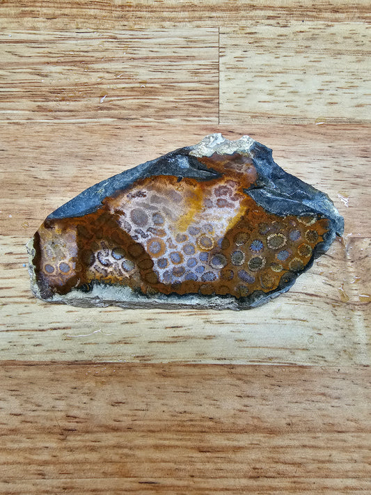 Petrified Coral - FS-x-00039