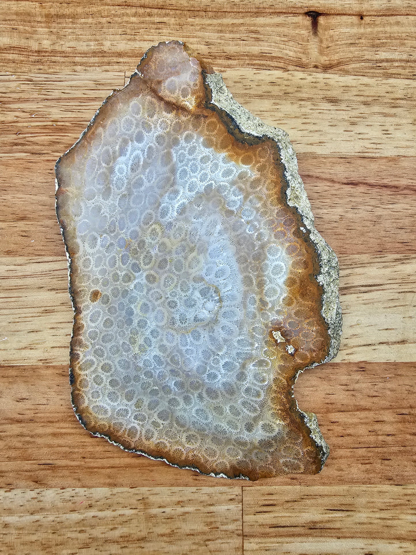 Petrified Coral - FS-x-00041