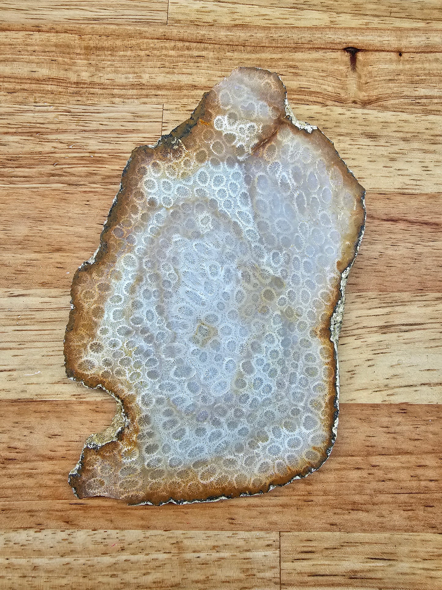 Petrified Coral - FS-x-00041