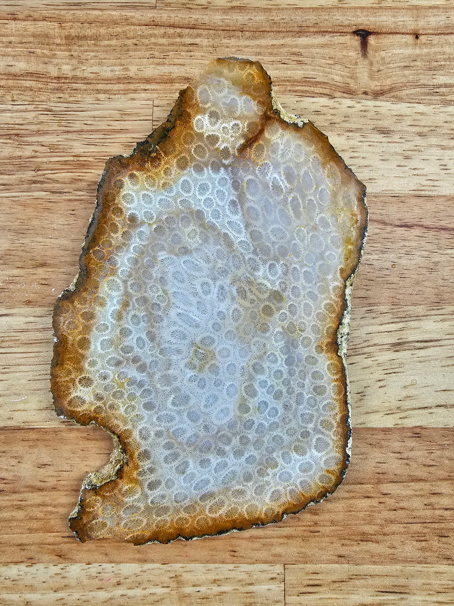 Petrified Coral - FS-x-00041