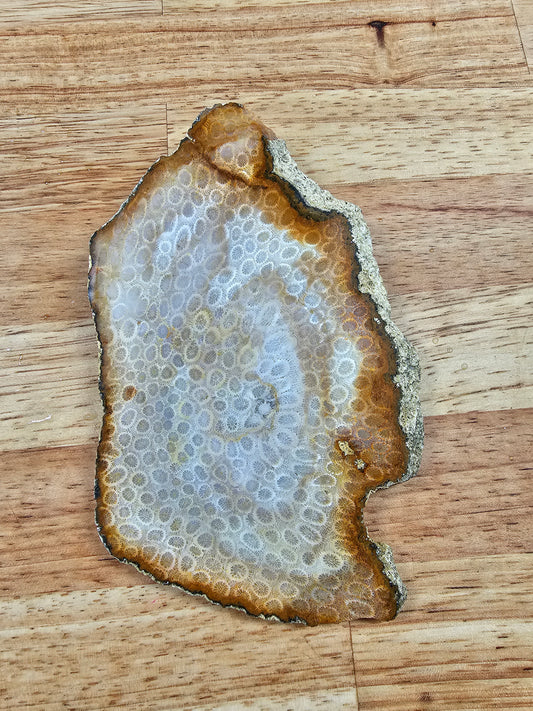 Petrified Coral - FS-x-00041