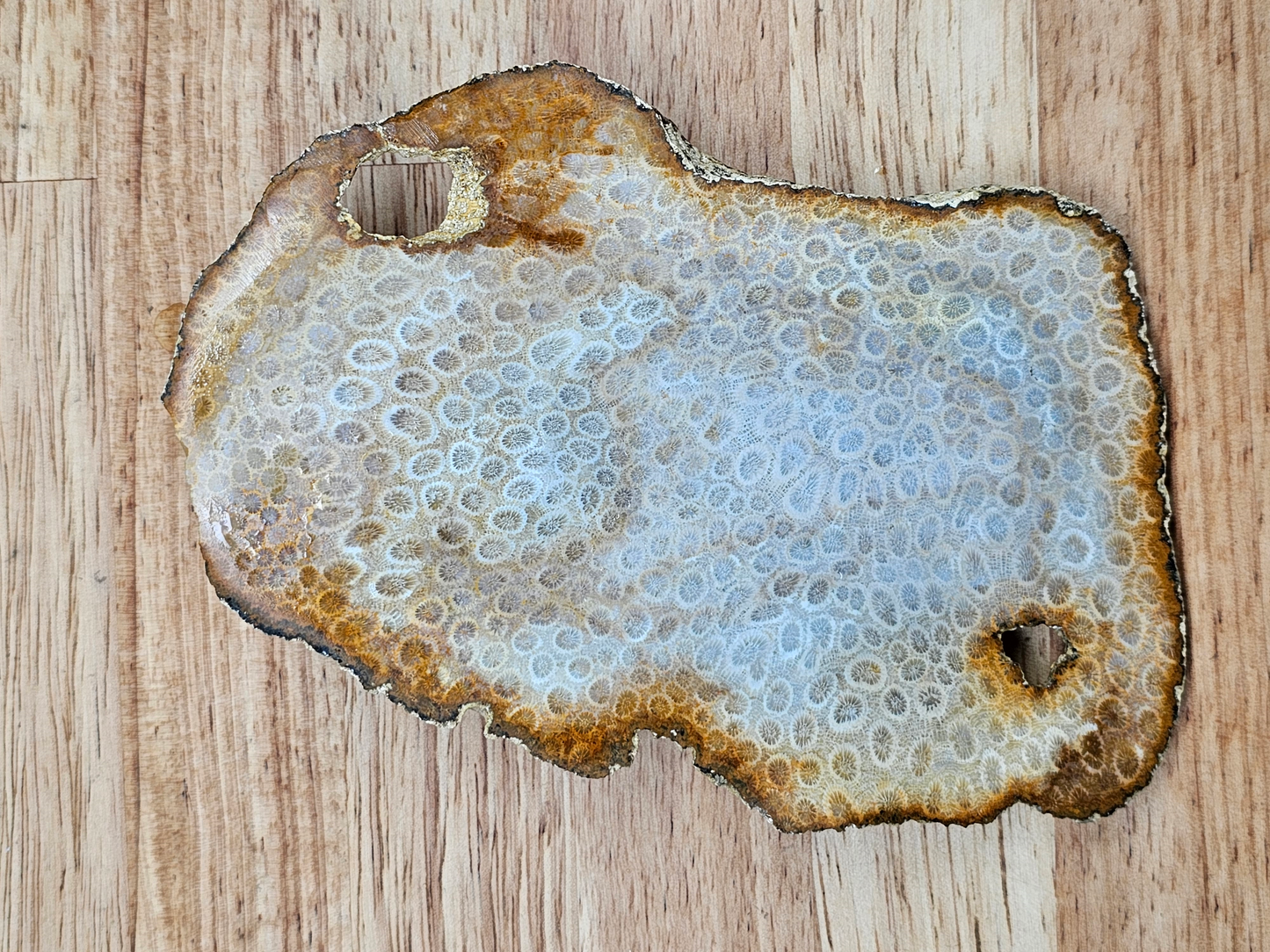 Petrified Coral FS-x-00051