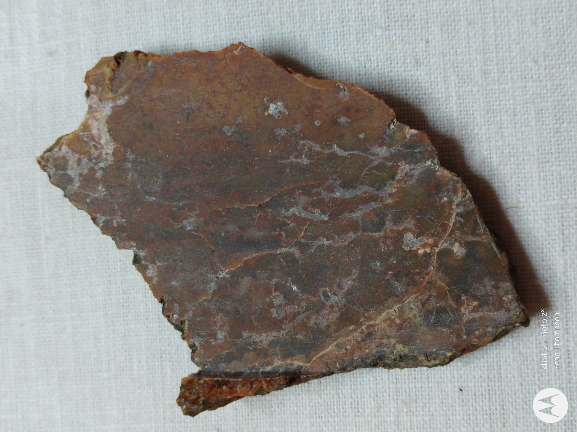 Petrified Wood PW-00006-04