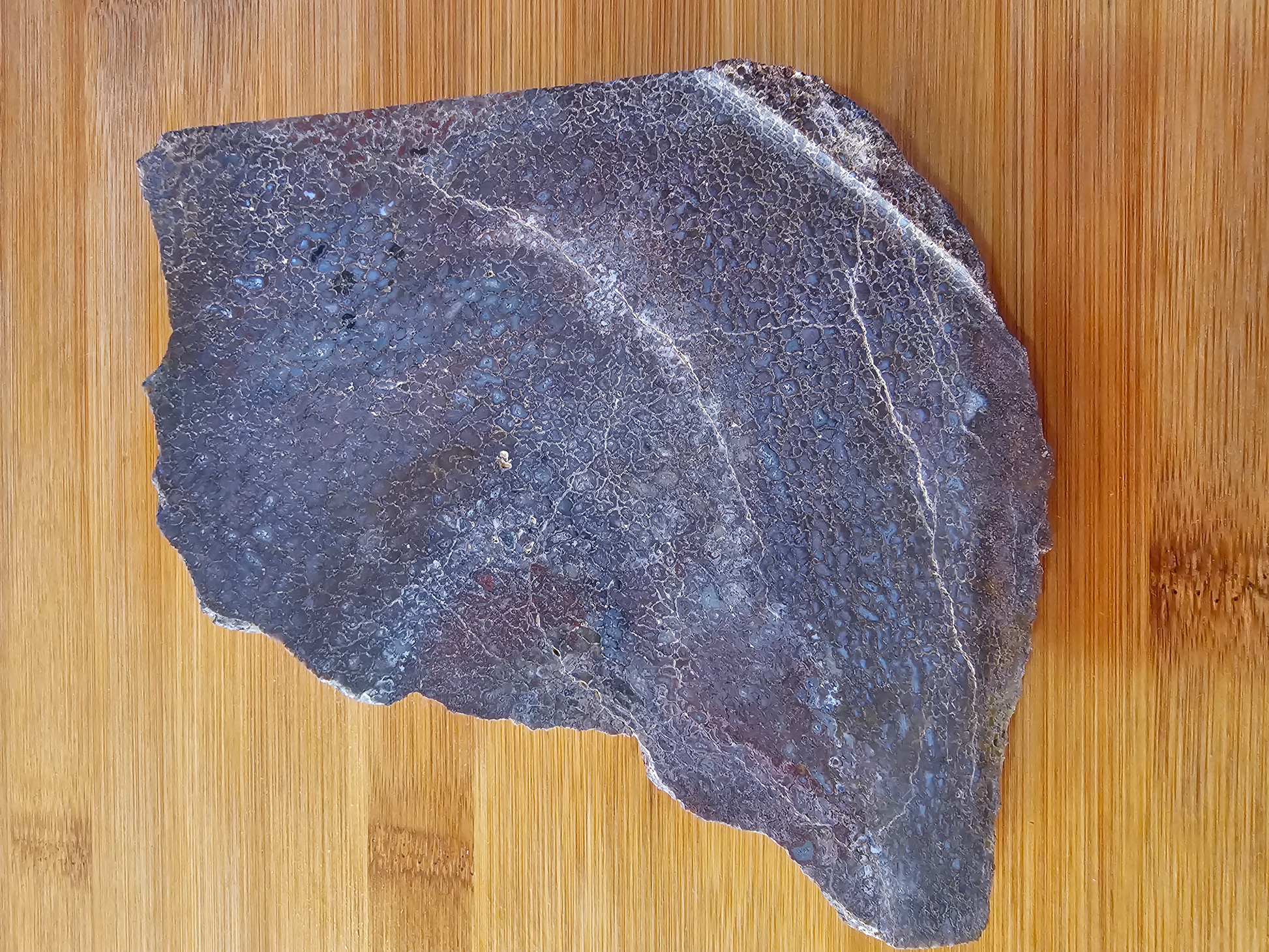 Dino Bone FS-x-00055
