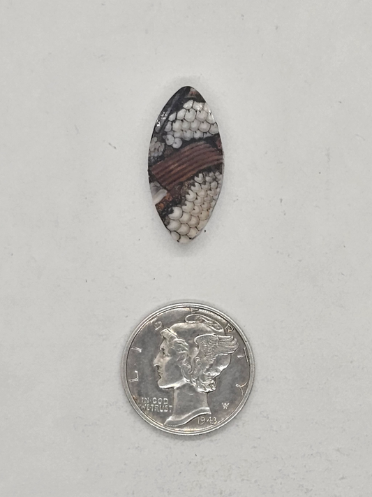 Petrified Fish Snakeskin FS-x-x-00132