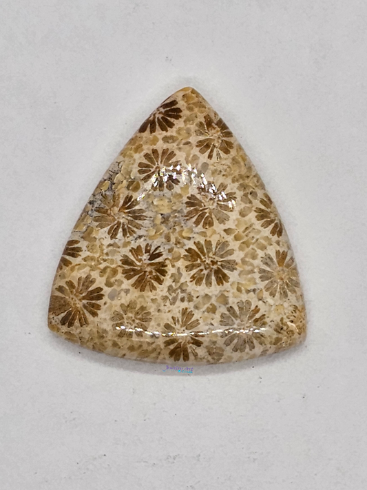 Petrified Coral FS-x-x-00165