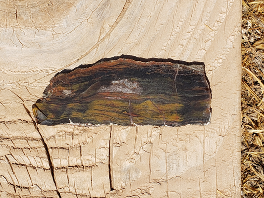 Petrified Wood PW-00004-04