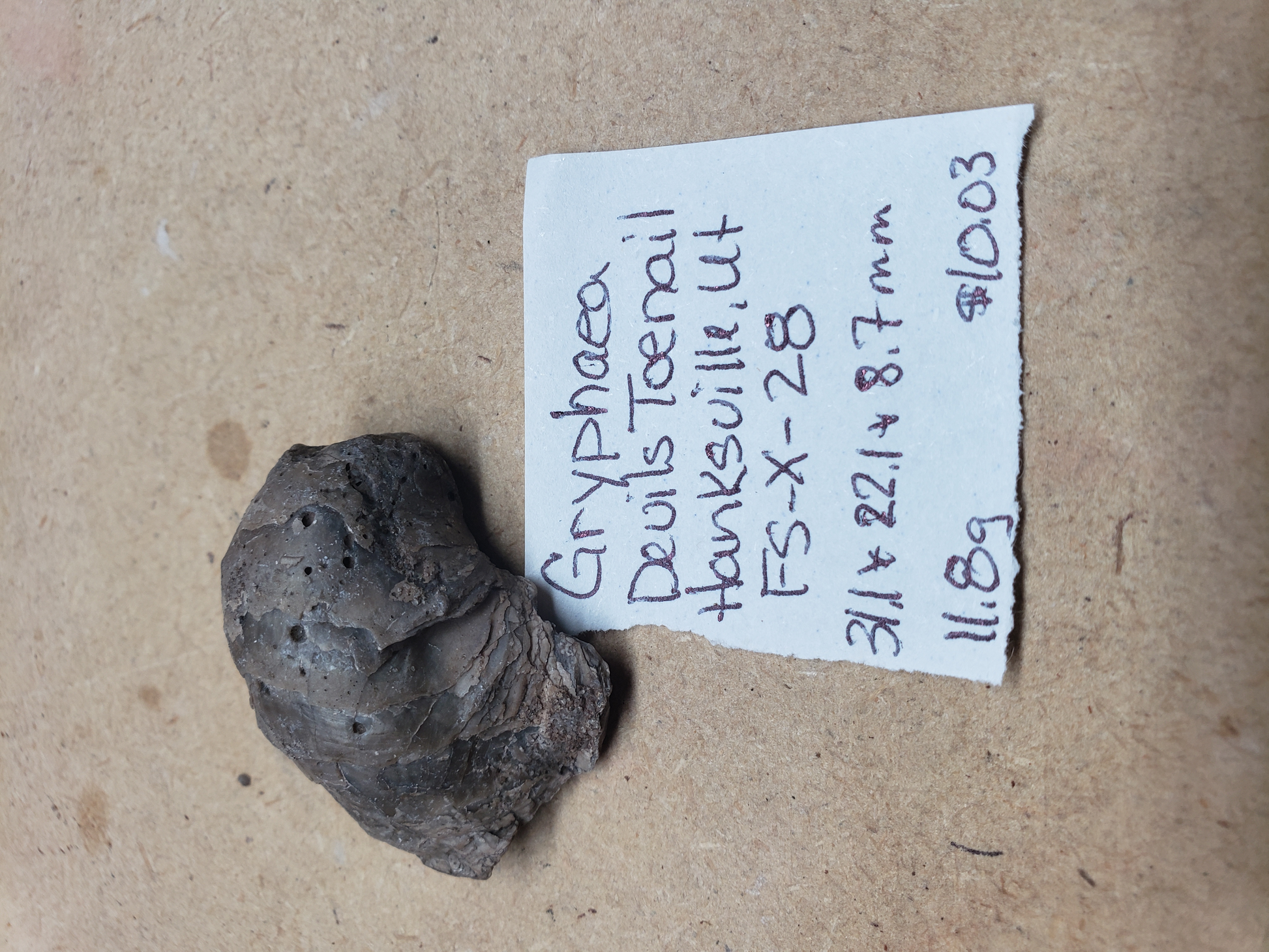 Gryphaea - Devil's Toenails FS-x-dt-28