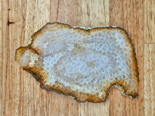 Petrified Coral FS-x-00041