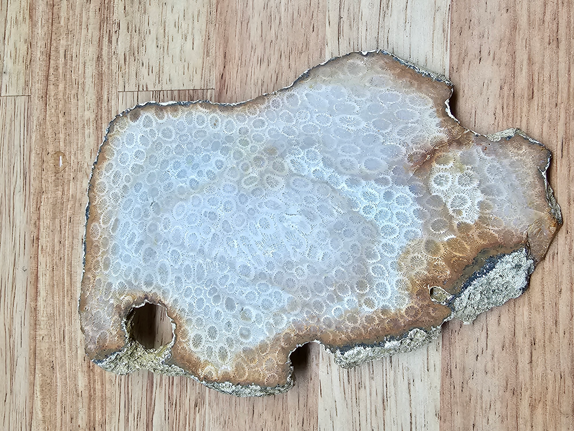Petrified Coral FS-x-00050