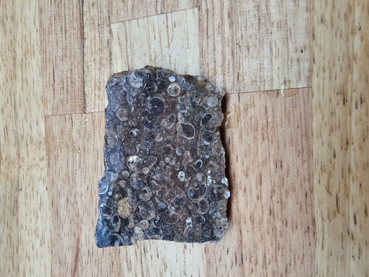 Turritella FS-x-00026A