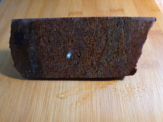 Dino Bone FS-x-00057