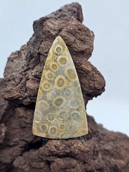 Petrified Coral FS-x-x-00166