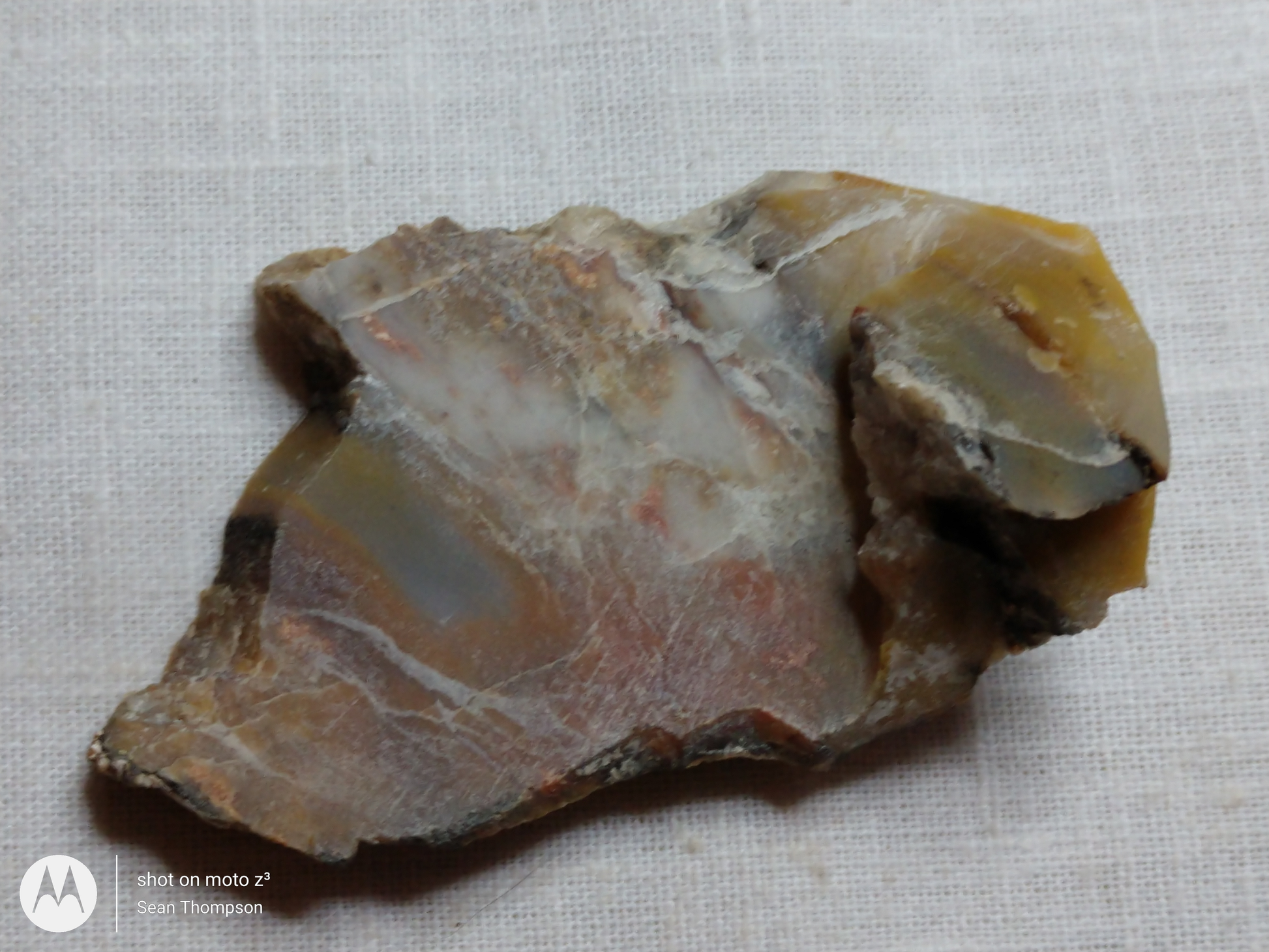 Petrified Wood PW-00007-02
