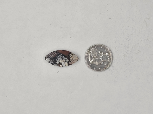 Petrified Fish Snakeskin FS-x-x-00131