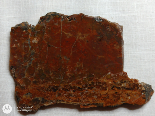 Petrified Wood PW-00006-09