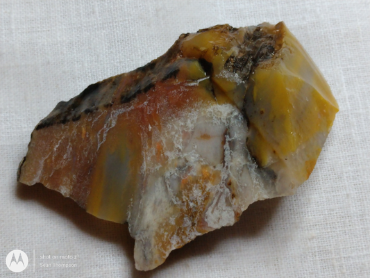 Petrified Wood PW-00007-02
