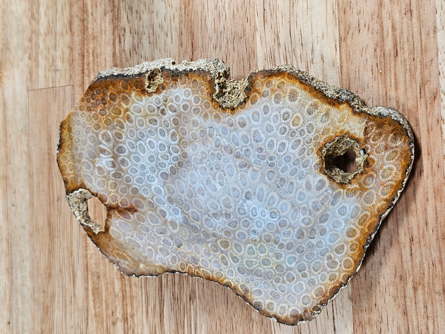 Petrified Coral FS-x-00051