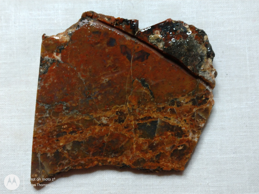 Petrified Wood PW-00006-02