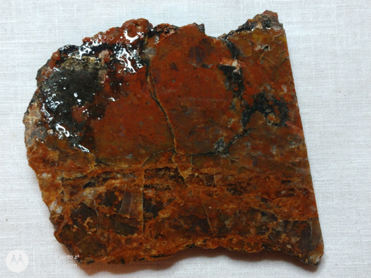 Petrified Wood PW-00006-03