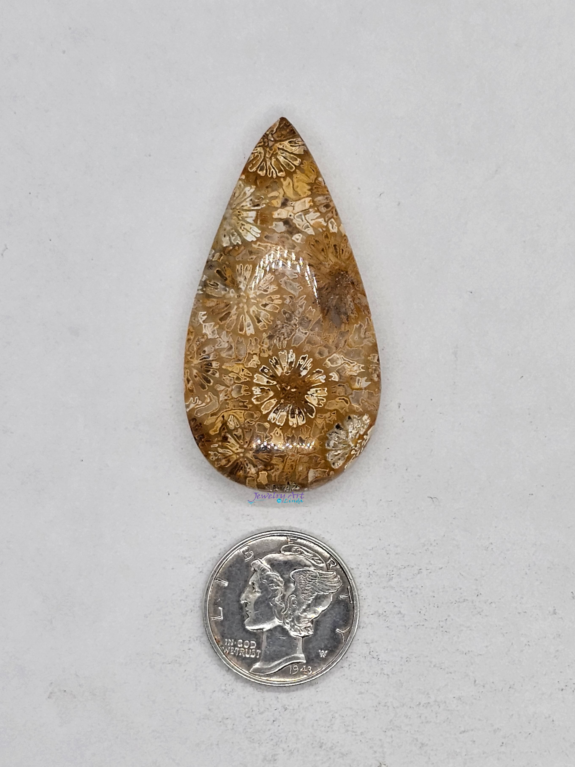 Petrified Coral FS-x-x-00167