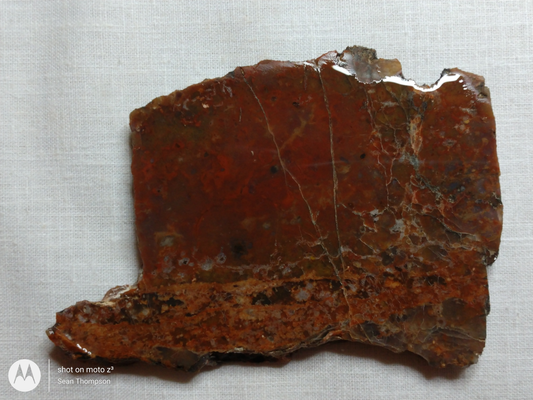 Petrified Wood PW-00006-09