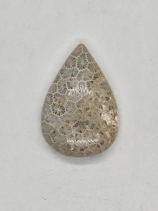 Petrified Coral FS-x-x-00164