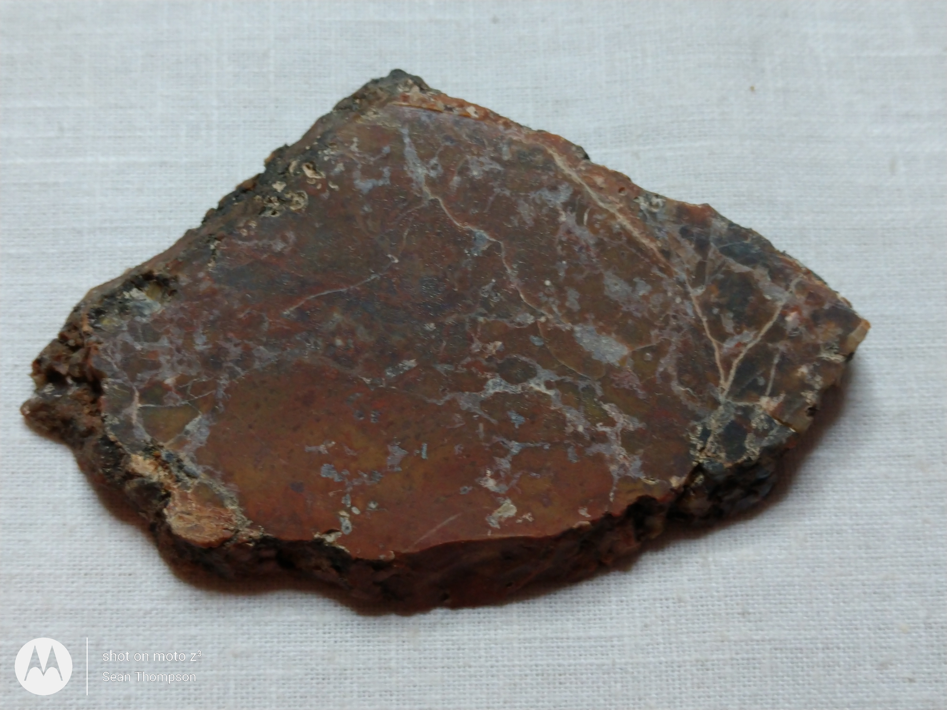 Petrified Wood PW-00006-05