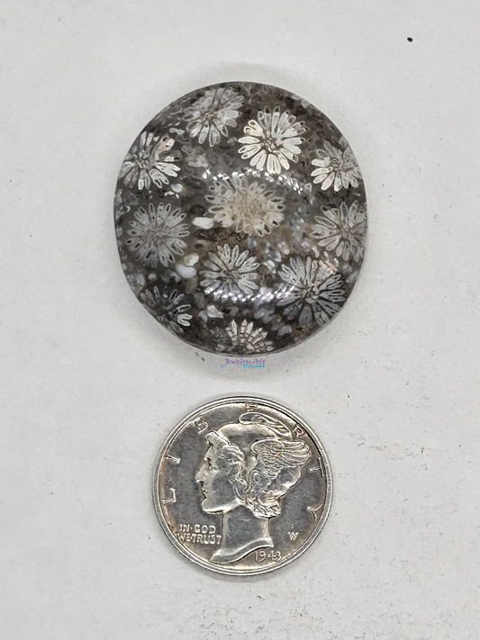 Petrified Coral FS-x-x-00161