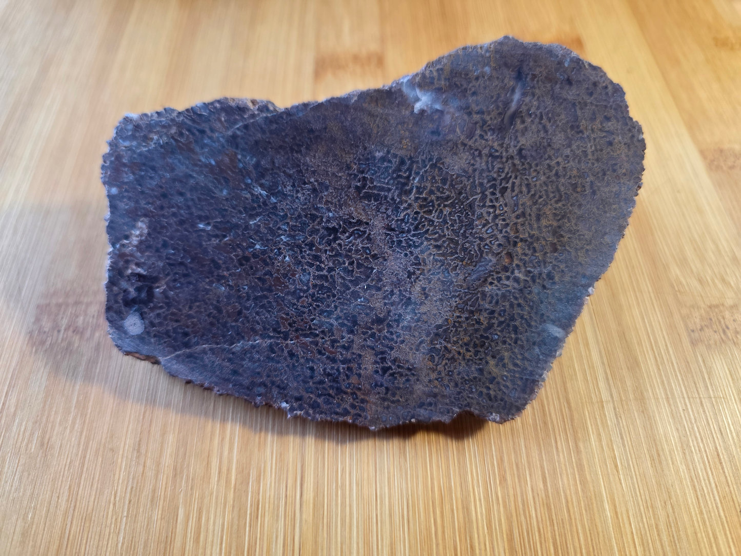Dino Bone FS-x-00058