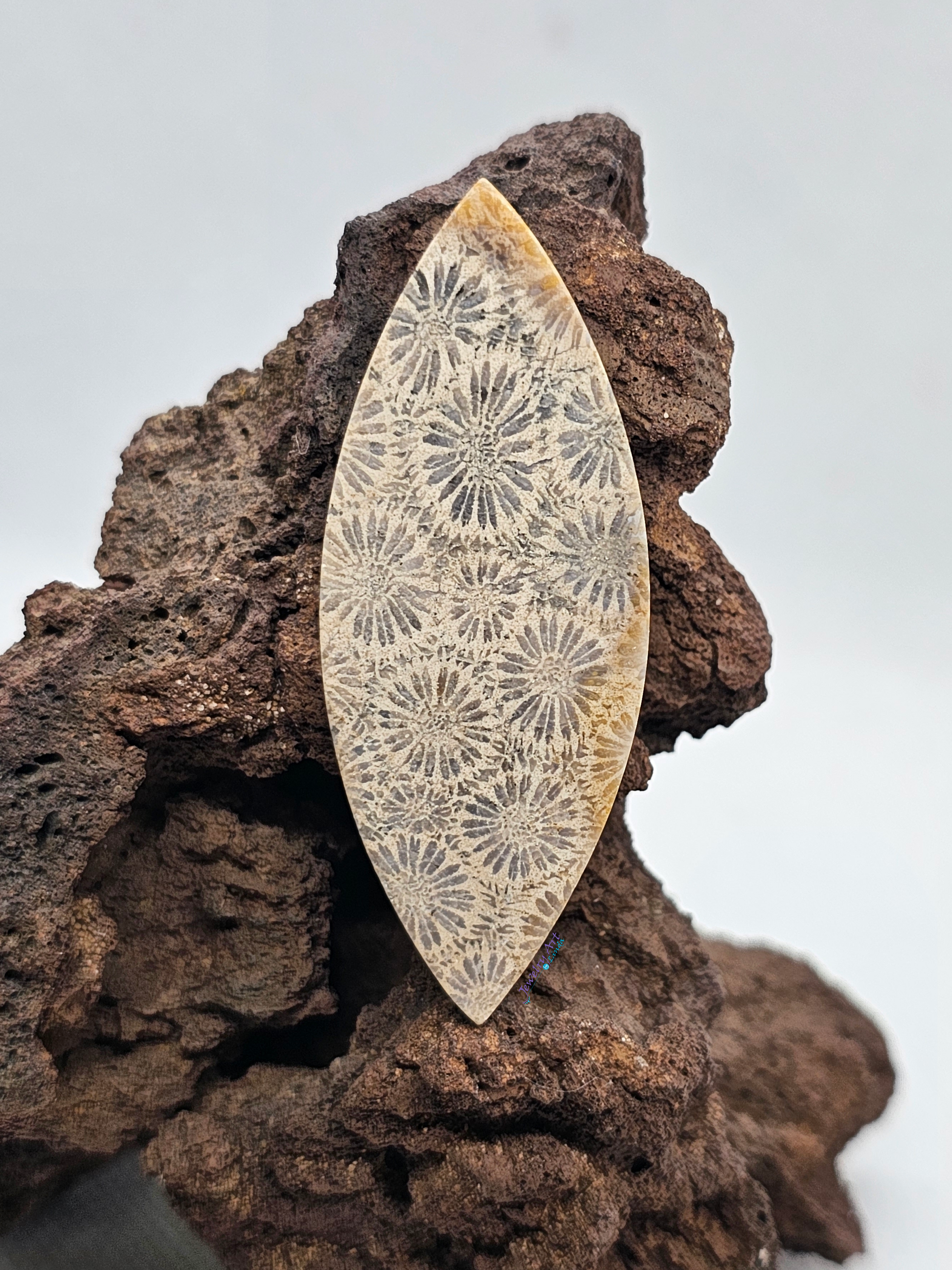 Petrified Coral FS-x-x-00113