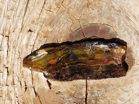 Petrified Wood PW-00004-01