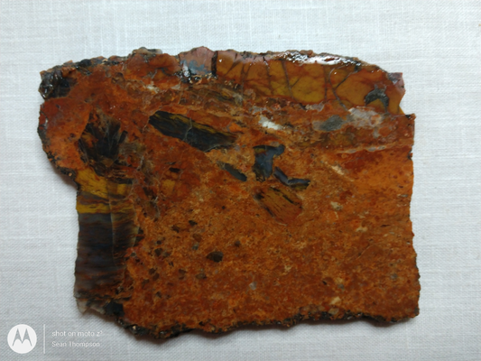 Petrified Wood PW-00005-02