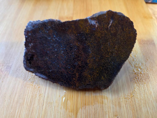 Dino Bone FS-x-00058