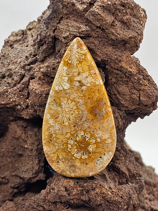 Petrified Coral FS-x-x-00167