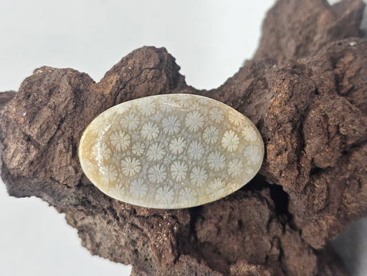 Petrified Coral FS-x-x-00140