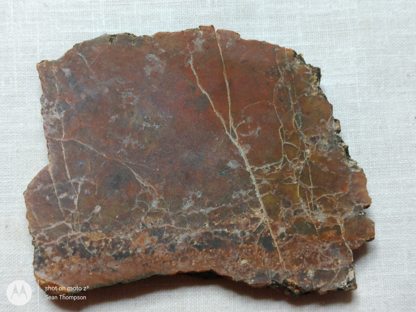 Petrified Wood PW-00006-07